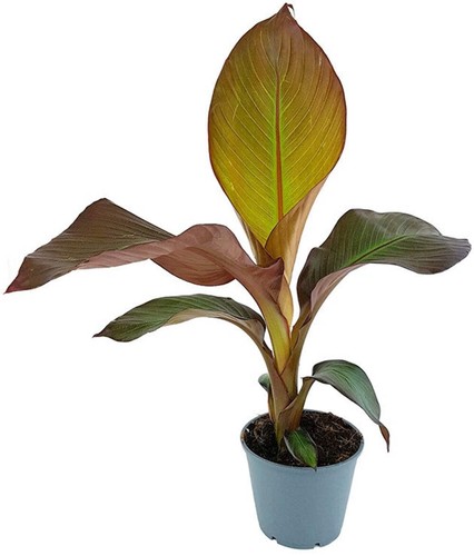 Ensete maurelli rote - 'maurelli',