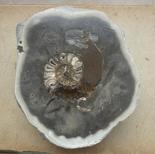 Ammonit tierfossil auf - ammonit,