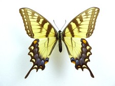 Papilio glaucus ssp