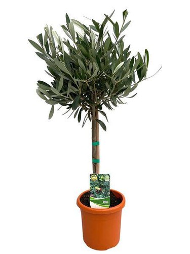 Olivenbaum olea europaea - olea, –
