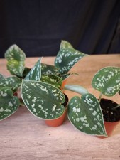 Scindapsus Pictus / Gefleckte