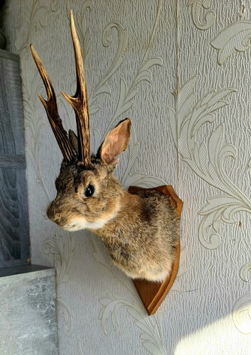 Jackalope rabbit mount - jackalope,