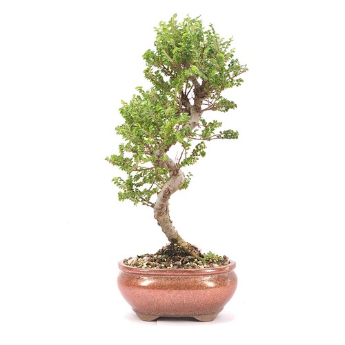 Bonsai japanische ulme - japanische, 'ulmus