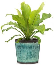 Blumentopf glasierte optik - blumentopf,