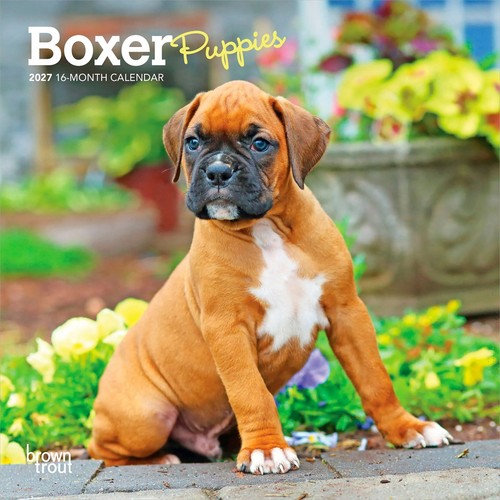 Boxer welpen minikalender - boxer,