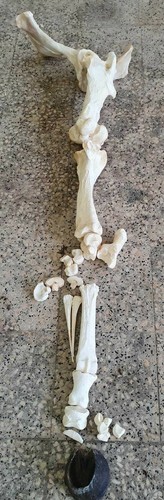 Beinknochen knochen vom pferd - vom,