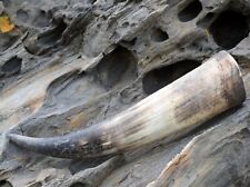 Trinkhorn 0,5 L natur rau