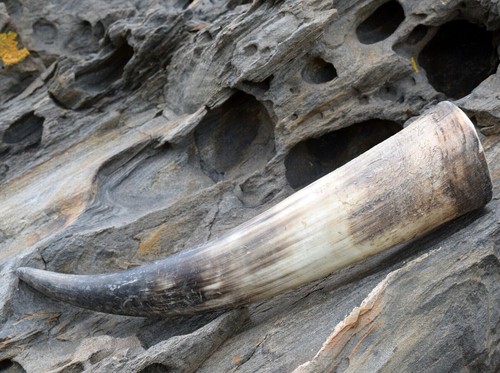 Trinkhorn natur rau - trinkhorn,