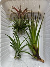 Tillandsia Luftpflanzen Set 3