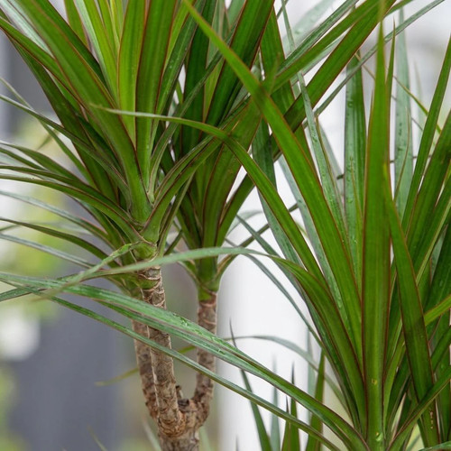 Drachenbaum dracaena - drachenbaum,
