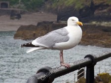 Foto 6x4 Eine Möwe bei