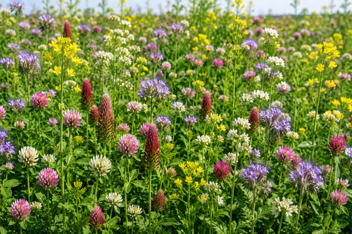 Blühmischung wildblumenwiese - blühmischung,