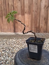 Bergahorn, Pre Bonsai, Bonsai