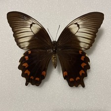 Entomologie*Papilio