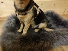 Echt Schaffell Hundebett