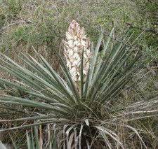 Yucca treculeana 15-20cm -