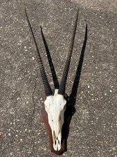 Afrika Trophäe Oryx Kuh