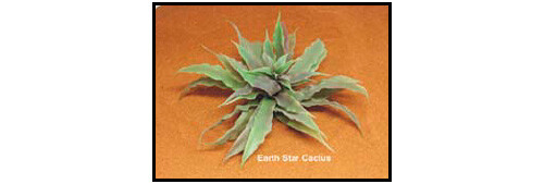 Earth star cactus wasserkaktus - earth,