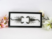 2 echte schwarzer Skorpione -