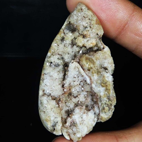 Natürlich fossil schnecke - natürlich,