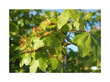 30x Ahorn Campestre-Feldahorn