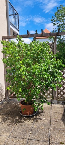 Birkfeige benjaminus ficus - benjaminus,