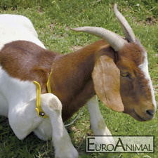 Immobilisierungsbogen GAMBREL Schafe Ziegen ruhigstellen für Klauenpflege Fessel