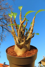 Adenium obesum Wüstenrose Caudex verzweigt Baobab Nr 53