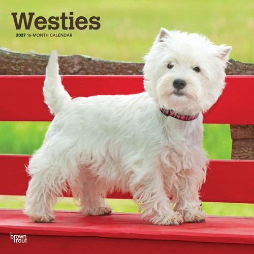 West highland white terrier - highland,