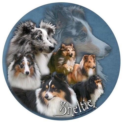Sheltie autoaufkleber - sheltie,