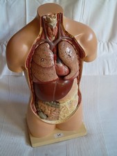 Somso lehrmodell gipsmodell - somso,