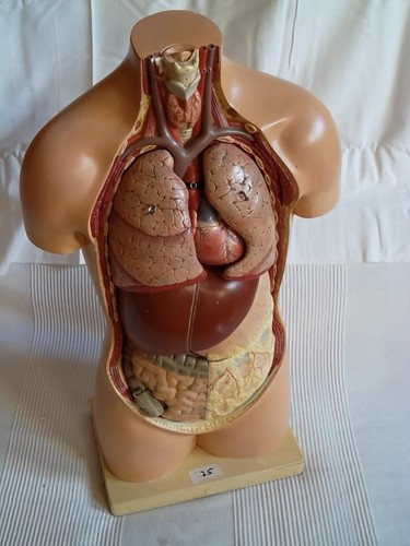 Somso lehrmodell gipsmodell - lehrmodell,