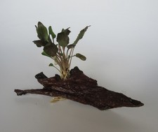 Mangrovenholz m. Cryptocoryne wendtii tropica - Mangrove Aquarium Wasserpflanze