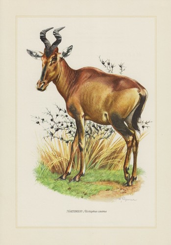 Kuhantilope hartebeest - kuhantilope,