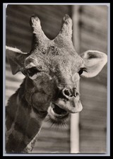 Ansichtskarte Tierpostkarte /