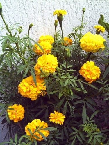 Riesen tagetes samen - 30, riesen-tagetes