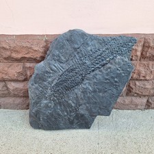 Pflanze, Stigmaria Sigillaria