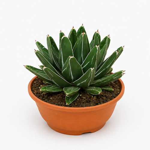 Agave victoriae reginae - ,
