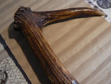 Antiker Treiberstock mit Horngriff - selten - sehr alt -  für Jäger