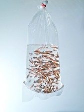 Fisch transportbeutel - 10, fisch-