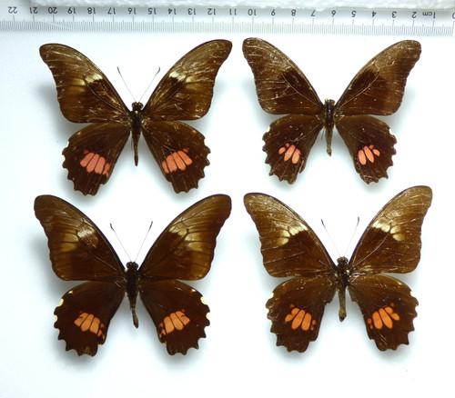 Entomologie schmetterling 4 - entomologie,,