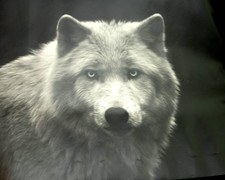 Poster, Weißer Wolf mit blauen Augen, Plakat, 40 x 50 cm, schwarz weiß