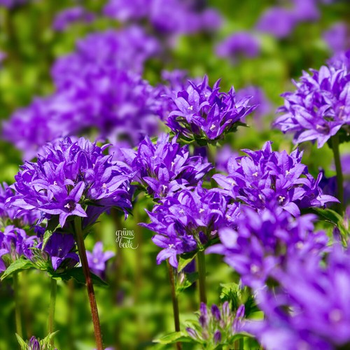 Hohe knäuel glockenblume 400 - hohe, 400+