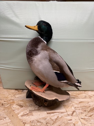 Tierpräparat ente stockente - ente,,