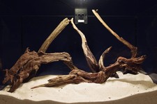 5 Stück Slim Wood /