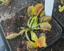 Dionaea Muscipula 'Mirror' "L"
