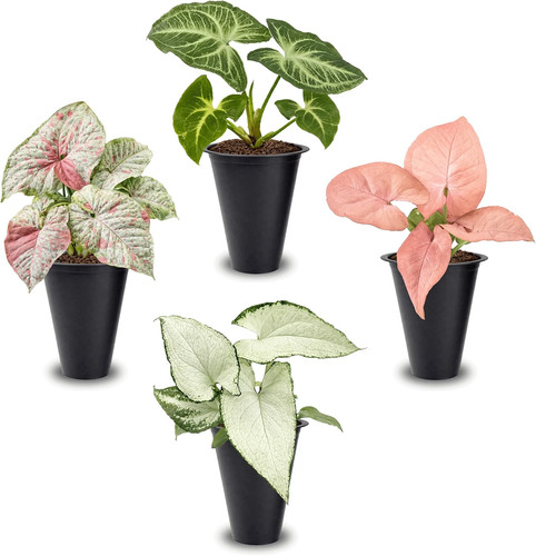 Syngonium plant collection 4 - plant, (4