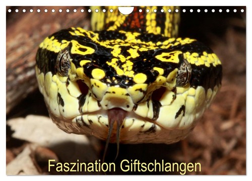 Faszination giftschlangen - faszination,
