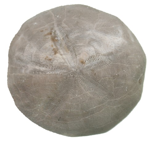 Kreide hemiaster aragonensis - ,