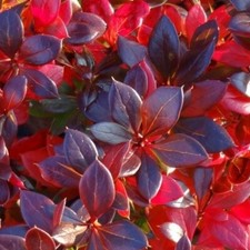 Berberitze RED JEWEL im Topf